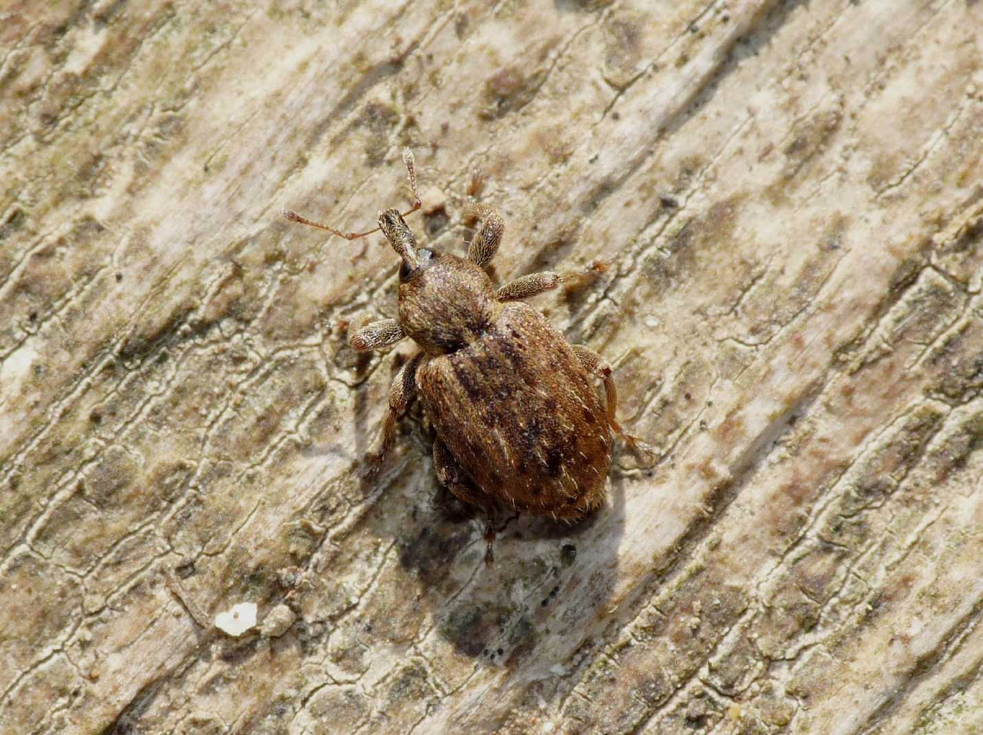Piccolo curculionidae: Hypera meles